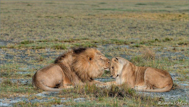 африка, танзания, серенгети, лев About love... фото превью