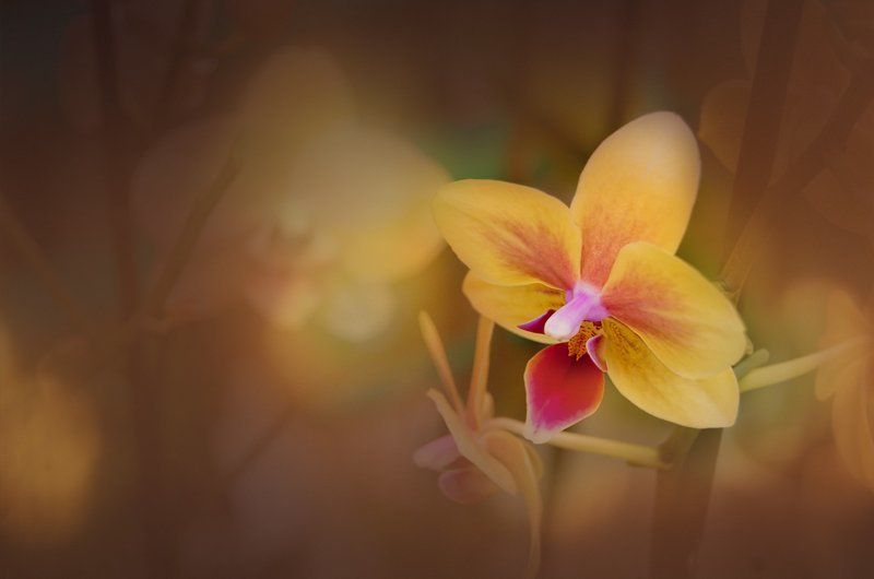 желтая, как цыпленокphoto preview