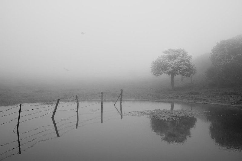 Blossoms in Normandyphoto preview