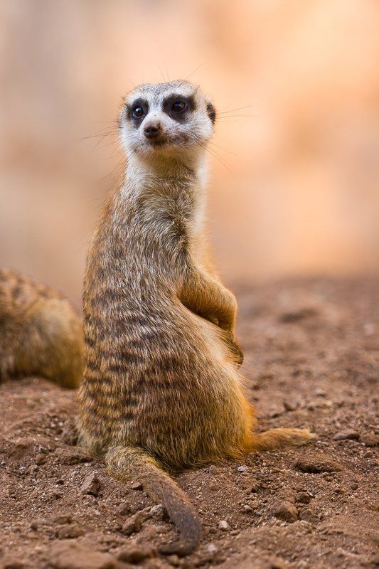 Кто меня звал?photo preview