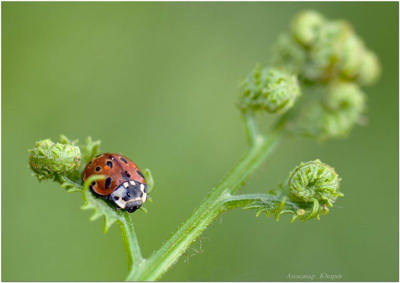 Ягодкаphoto preview