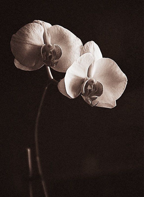 близнецыphoto preview