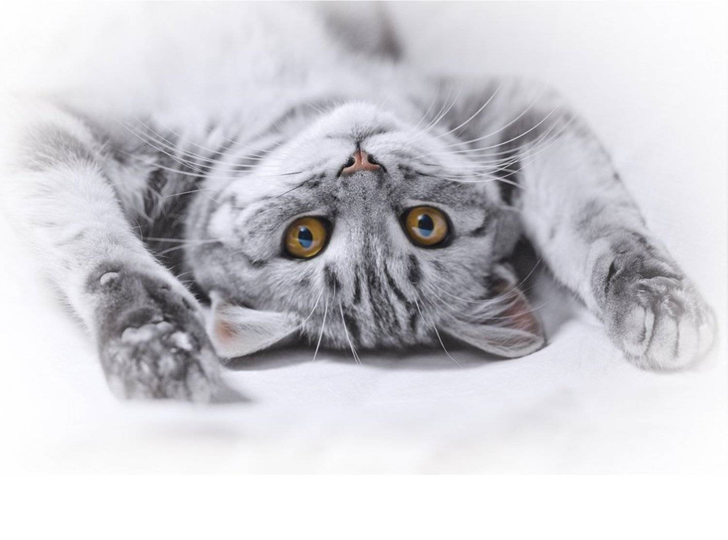 кошка, британка, прошлое лето