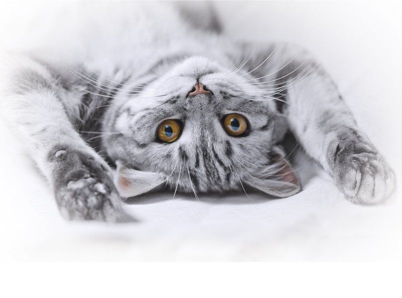 кошка, британка модЭльphoto preview