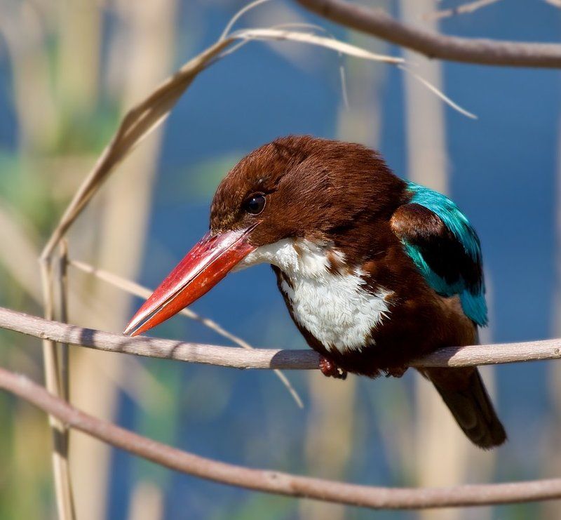 белогрудый, зимиродок белогрудый краснонос )))))photo preview