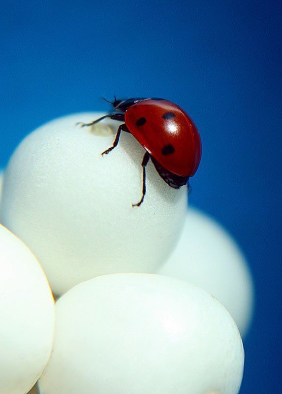 Снесла, теперь надо высиживать:)photo preview