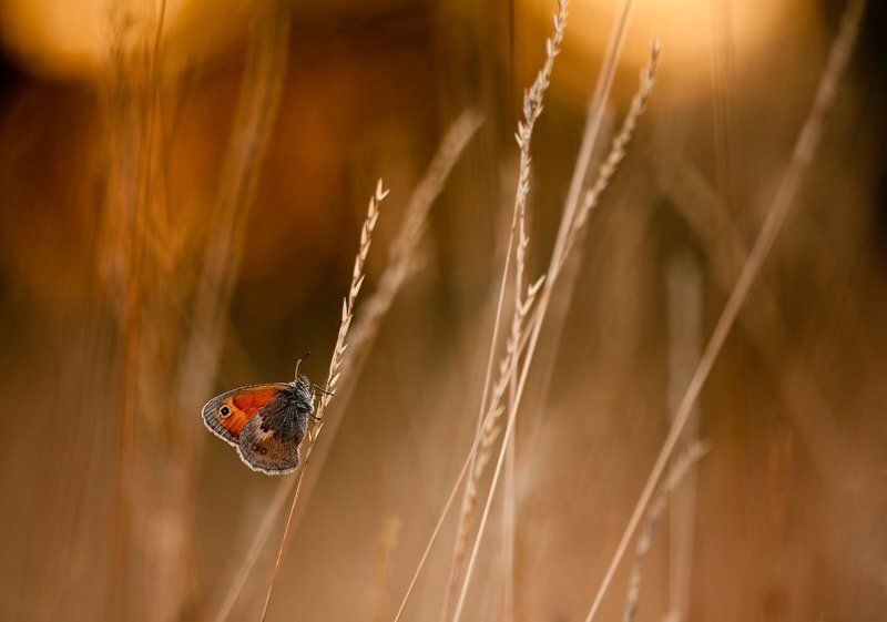 бабочка, вечер в сухих травахphoto preview