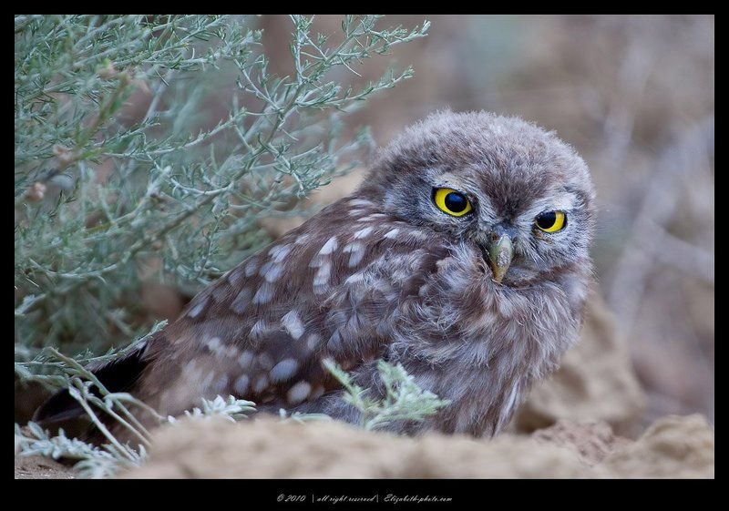 домовый, сыч, athene, noctua, маныч, россия Домовый сыч - Athene noctuaphoto preview