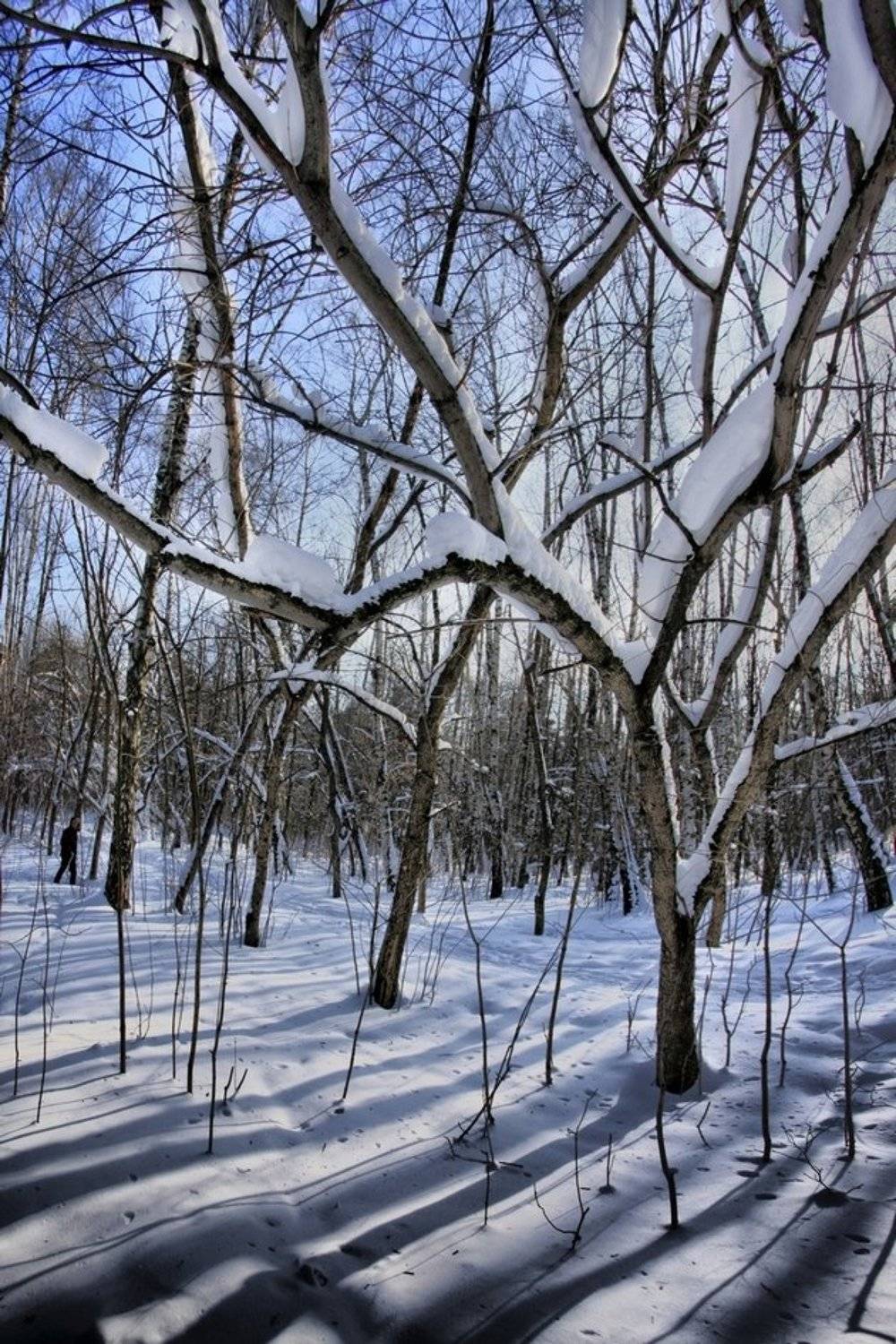 ГЕОМЕТРИЯ ЗИМЫ. Автор: Шварц Леонид - shvartsphoto зима,снег,парк,шварц, Шварц Леонид - shvartsphoto