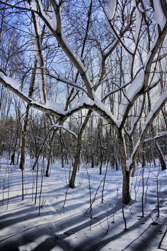 зима,снег,парк,шварц ГЕОМЕТРИЯ  ЗИМЫphoto preview
