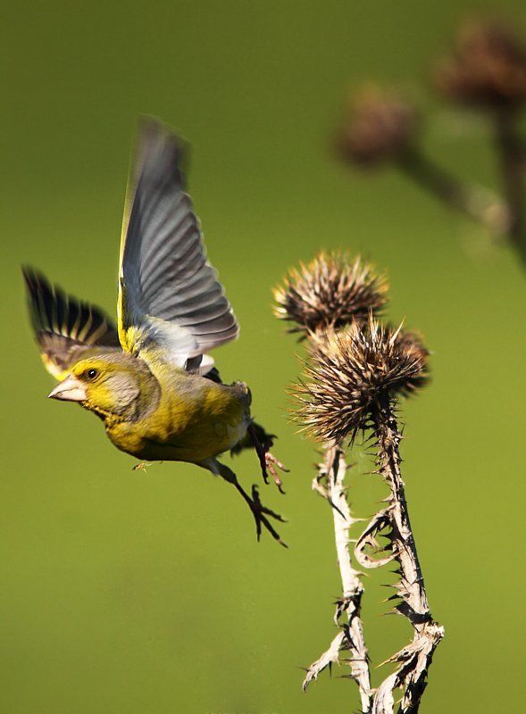 Зеленушка (Старт)photo preview