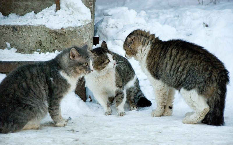 животные, кот, котофото, тарас островский, людиphoto preview