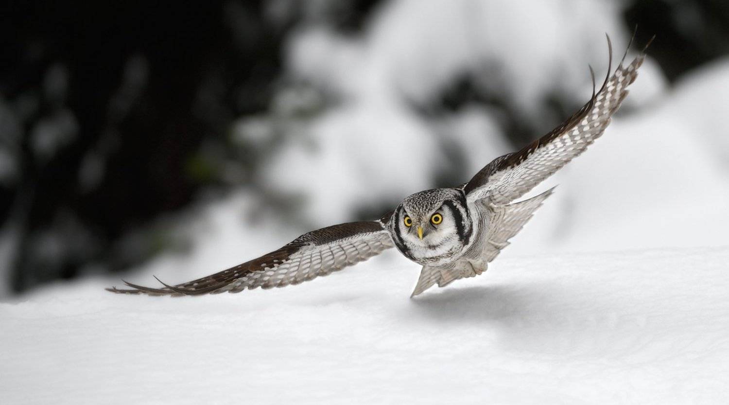 ястребиная сова, Igor Shilokhvost