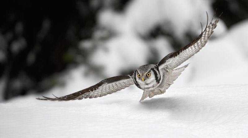 ястребиная сова низколетающий охотникphoto preview