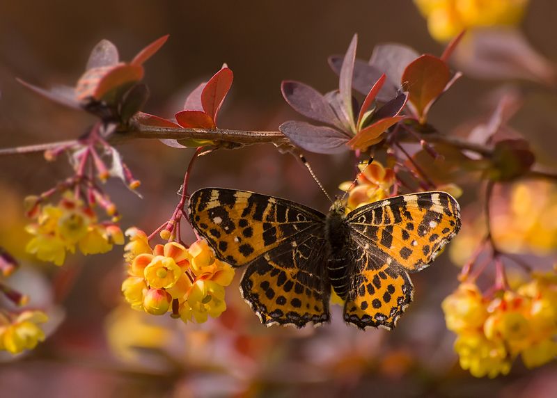 Когда цветет барбарисphoto preview