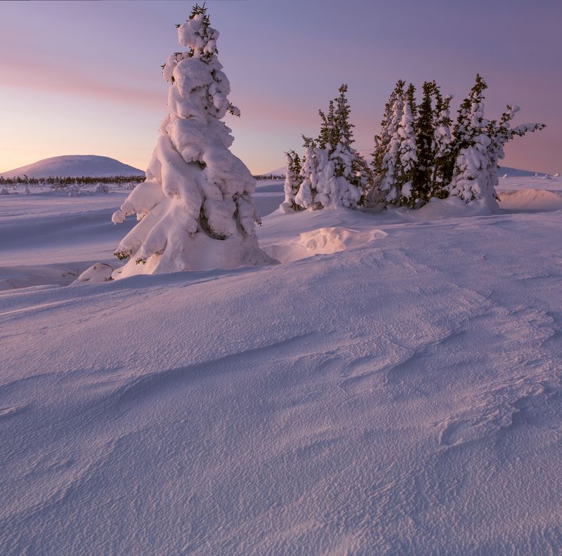 зима, горы, урал, деревья, снег, рассвет, заструги, снежные фигуры, антон селезнев Королева со свитойphoto preview