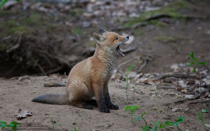 лиса, фотоохота, анималистика, дикая природа, природа, лес, животные, nature, wildlife, fox, animal, wildlifephoto Лисенокphoto preview