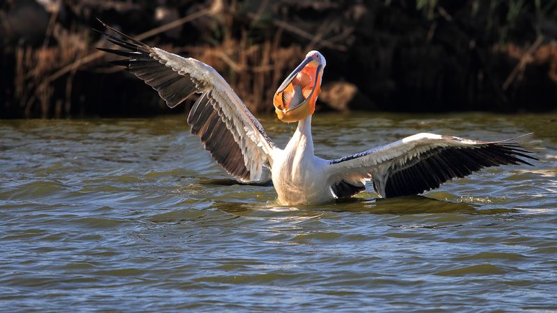 animals, birds, pelican,wildlife, 7D, 600mm, животные, птицы, рыба, пеликан, охота, рыбалка, дикая природа А вчера я словил воот такую!..photo preview