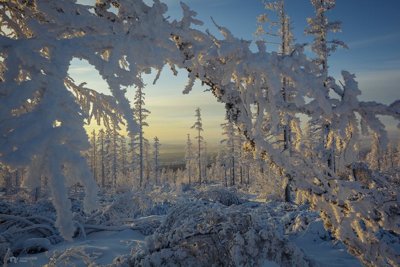 зима, снег, иней, природа, закат, мороз, холод, якутия, саха, нерюнгри Сахарный лесphoto preview