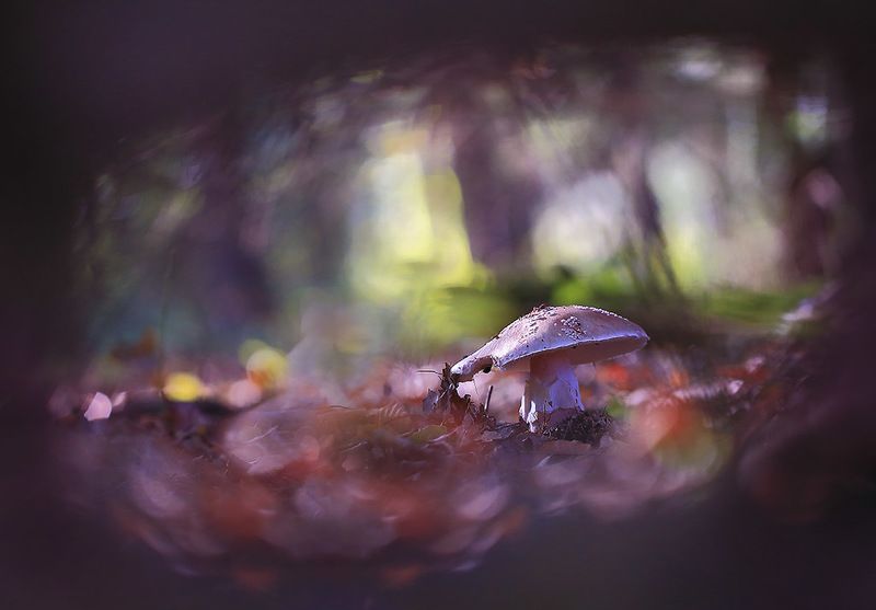 Гриб,осень,чаща. ...photo preview