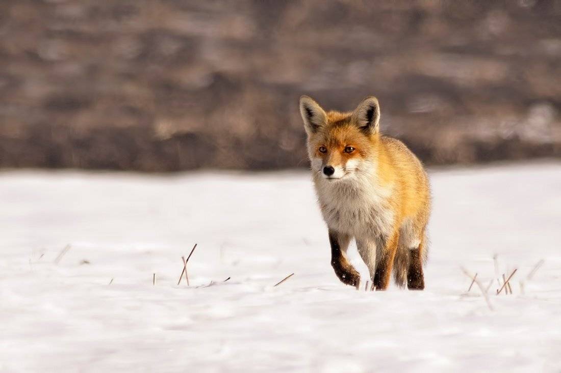 , Евгени Стефанов
