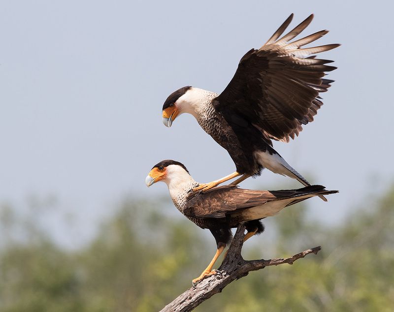 каракара, crested caracara, caracara, tx, texas Обыкновенная каракара  - Caracara couple mating.photo preview