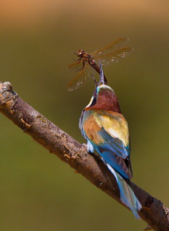 Щурка и стрекозаphoto preview