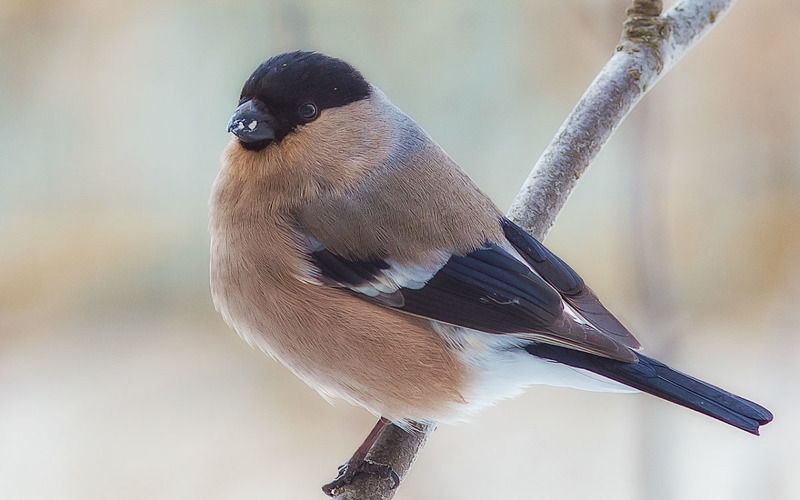 птицы,север,печора,коми,анималистика,снегирь,природа,фауна,снегарка,birds, north,pechora,komi, animalism,bullfinch, nature,fauna,snowflake, Снегарка – самка снегиряphoto preview