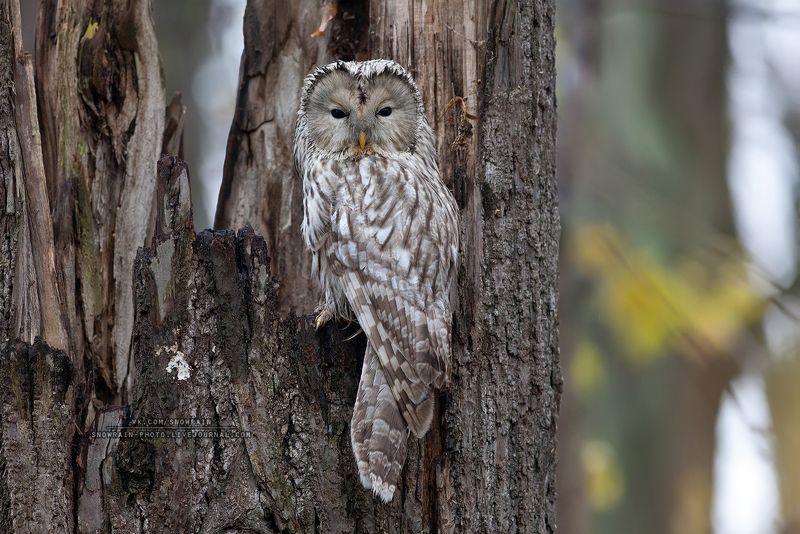 owl, wildlife, wildlife photography, анималистика, сова, фотоохота, birds, nature, птицы Длиннохвостая неясытьphoto preview