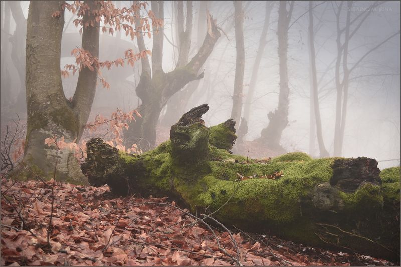 кбр, кизиловка, лес, туман, коряги, мох Про лесных чудищphoto preview