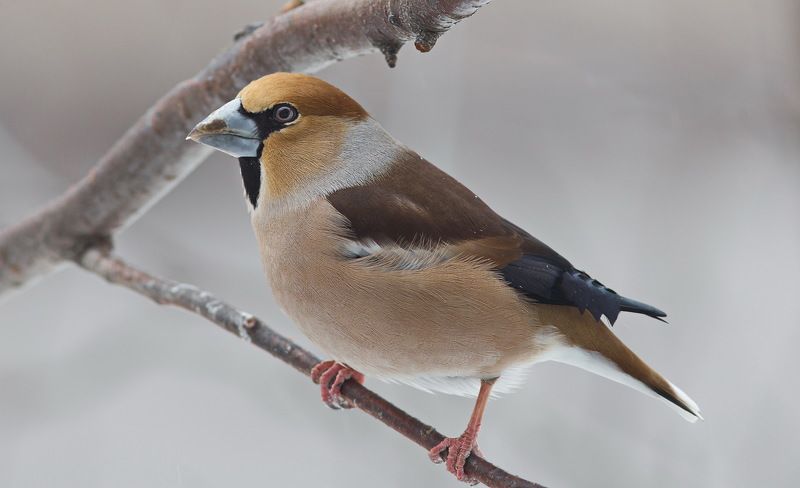 дубонос,птицы,север,печора,коми,анималистика,природа Обыкновенный дубоносphoto preview