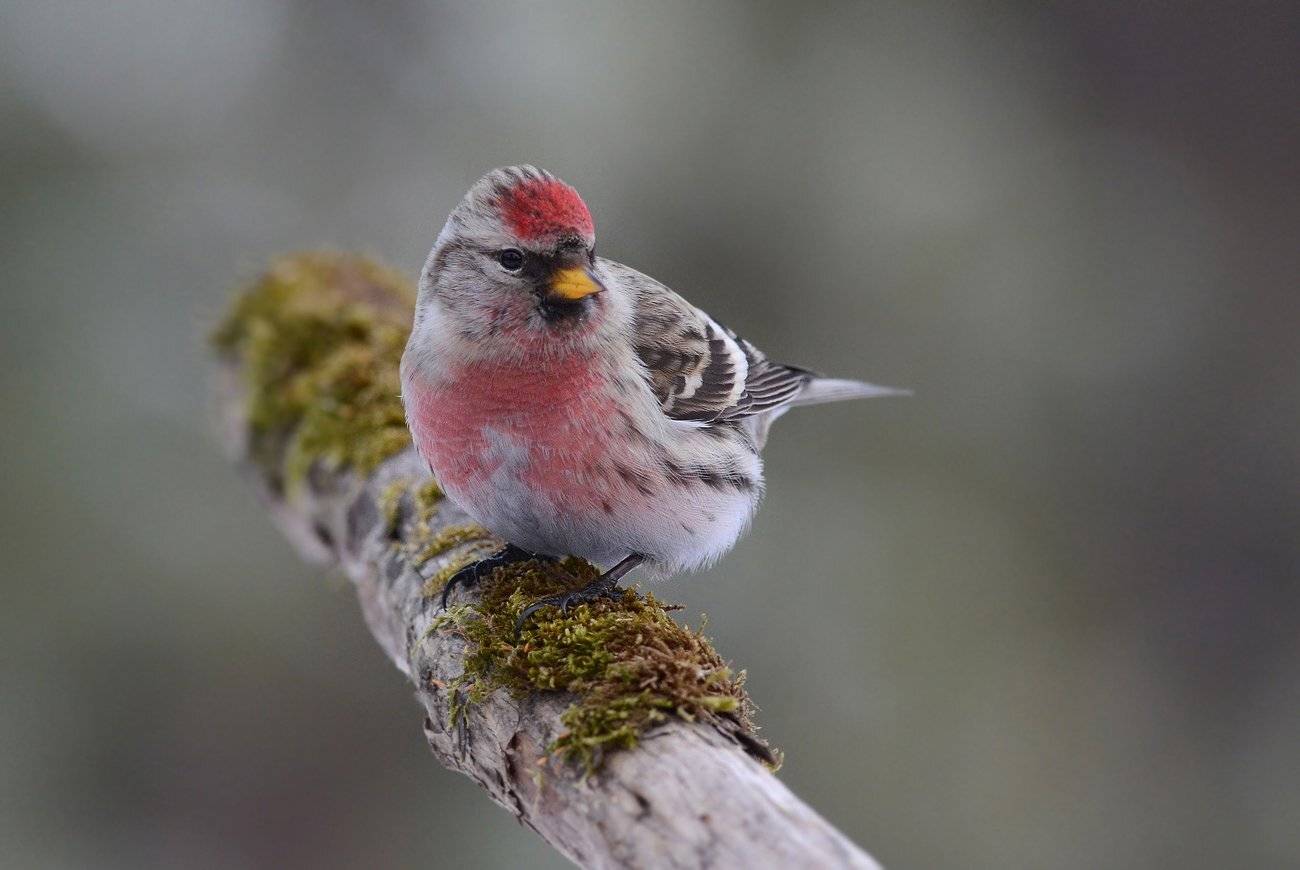 Помеченный. Автор: Иван чечётка,самец,сук,бор,зима, Иван