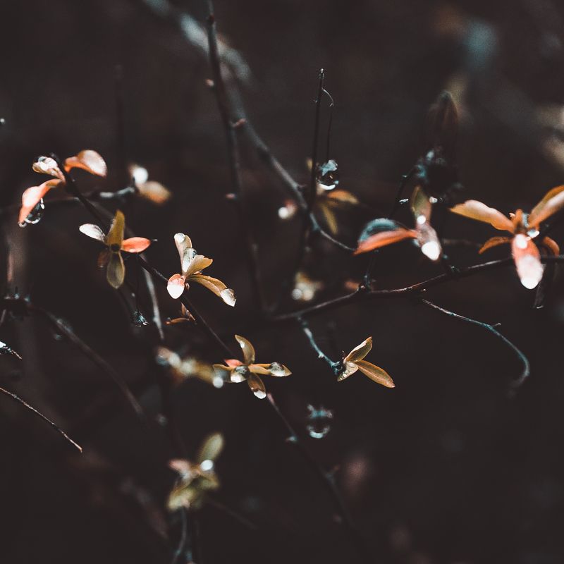 зима в Грузии фото превью