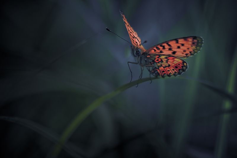 butterfly, nature Out of shadowphoto preview