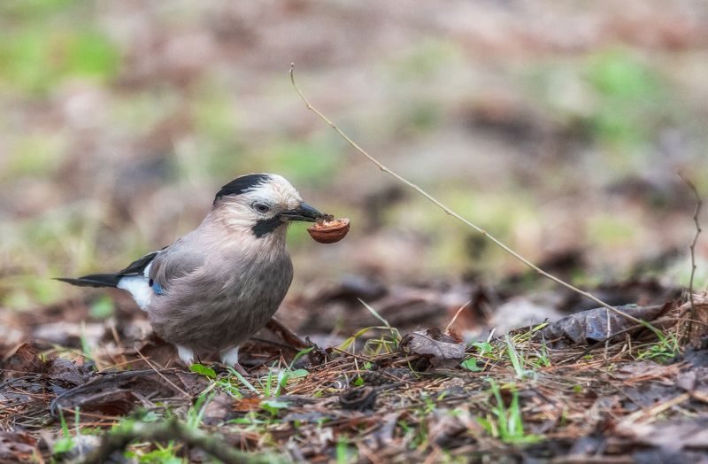 ВОТ ДОСТАЛА ЗАНАЧКУphoto preview
