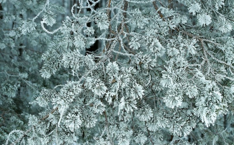 Морозphoto preview