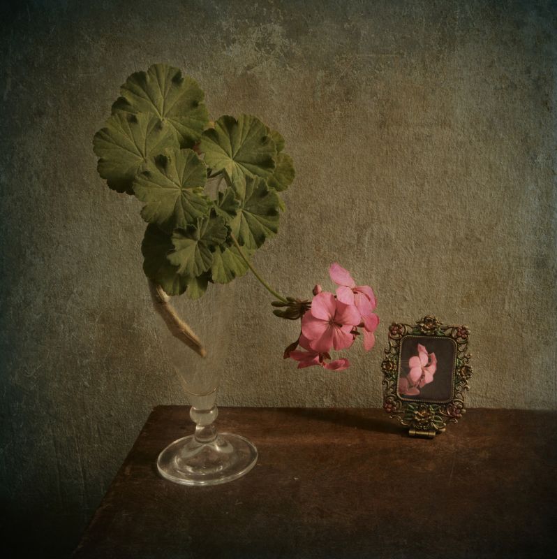 geranium, flower, vase, glass, green, pink, mirror Geraniumphoto preview