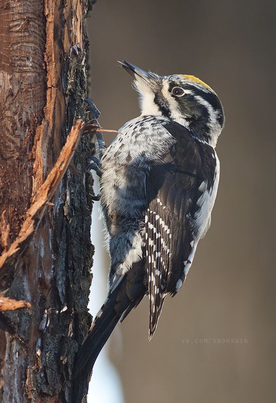 woodpecker, wildlife, wildlife photography, анималистика, дятел, фотоохота, birds, nature, птицы Трехпалый дятелphoto preview