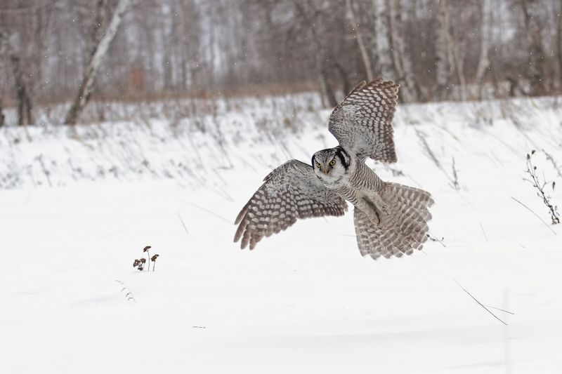 шмяк, шмяк, шмяк, да и шмык, шмык, шмыкphoto preview