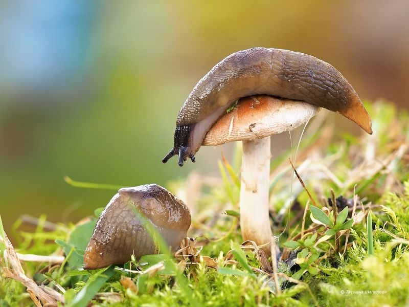 слизень, слизняк, слизень полевой черноголовый, krynickillus melanocephalus kaleniczenko, московская область, осень, октябрь, макро, гриб - Просыпайся, у нас теперь двухуровневая квартира! фото превью