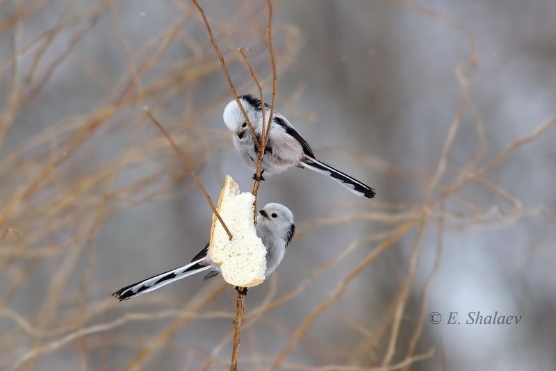 aegithalos caudatus,birds,long-tailed tit,длиннохвостая синица,ополовник,птица,птицы.синица,фотоохота Инь-Яньphoto preview