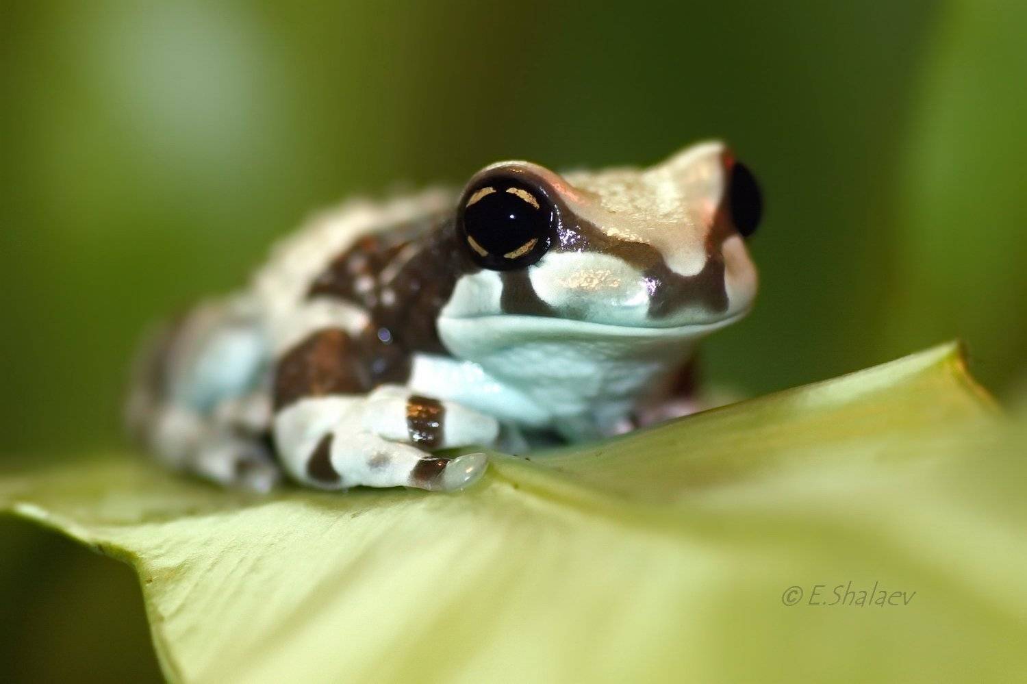 Жабовидная квакша - Phrynohyas resinifictrix. Автор: Евгений amazon milk frog,frog,phrynohyas resinifictrix,амфибии,жабовидная квакша,квакша,лягушка, Евгений