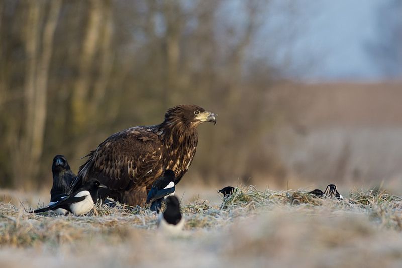 Bielik i towarzystwo.photo preview