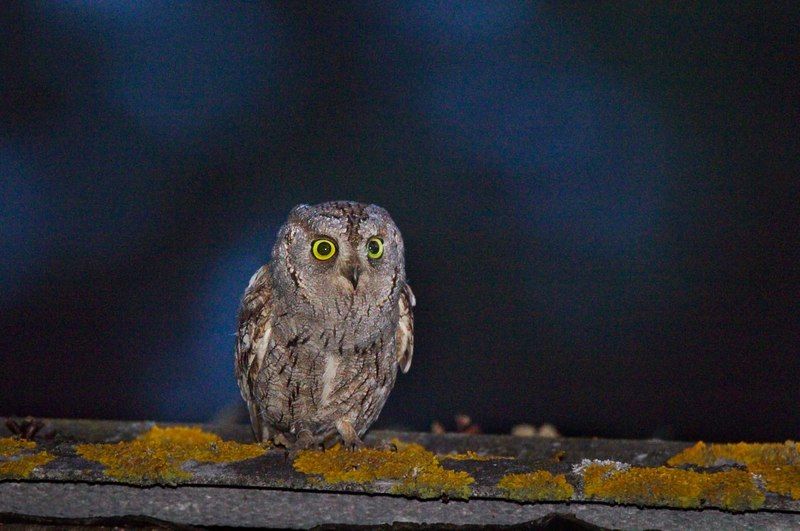 птицы сплюшка Сплюшкаphoto preview