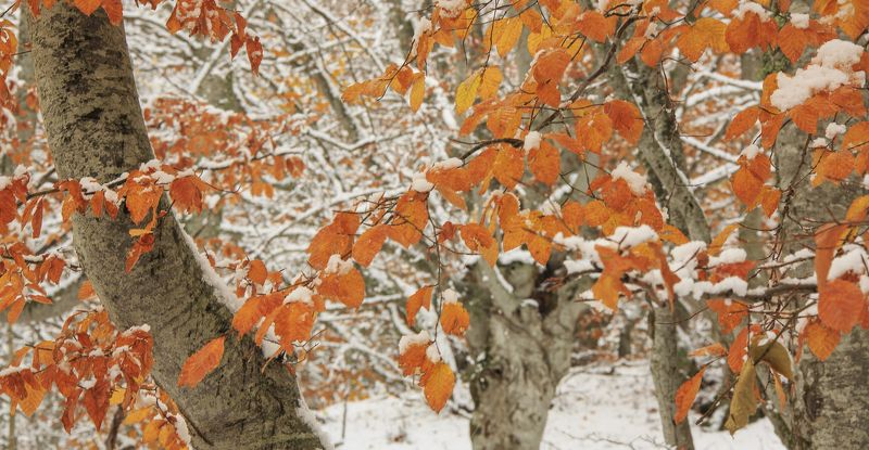 Первый снег в горахphoto preview