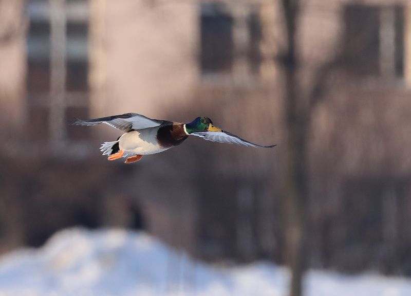 летящая уткаphoto preview