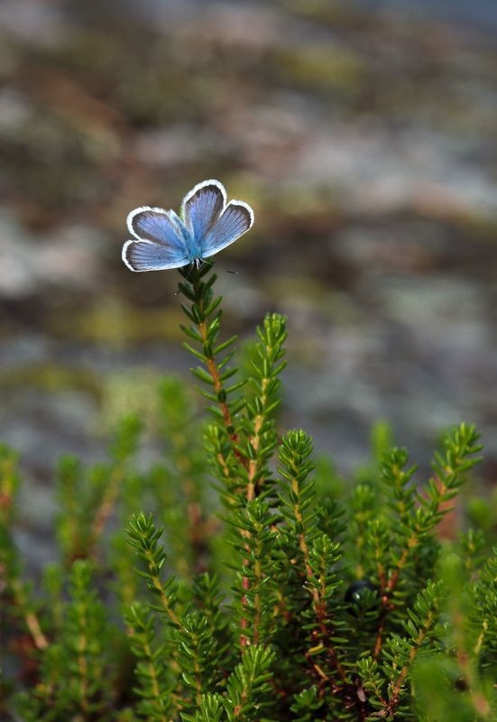 Северный цветок.photo preview