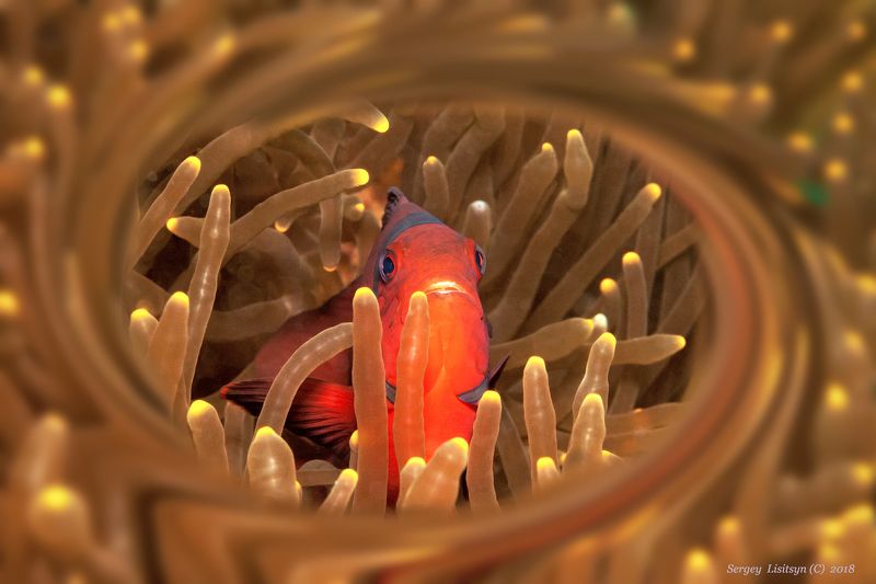 Amphiprion.photo preview