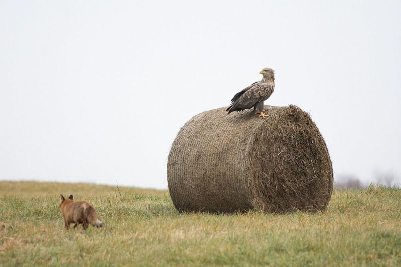 Bielik i lis :)photo preview