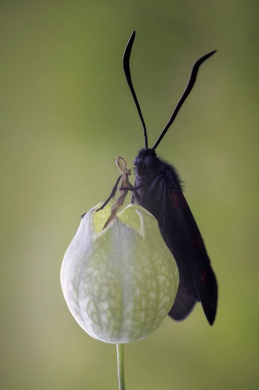 The Witchphoto preview